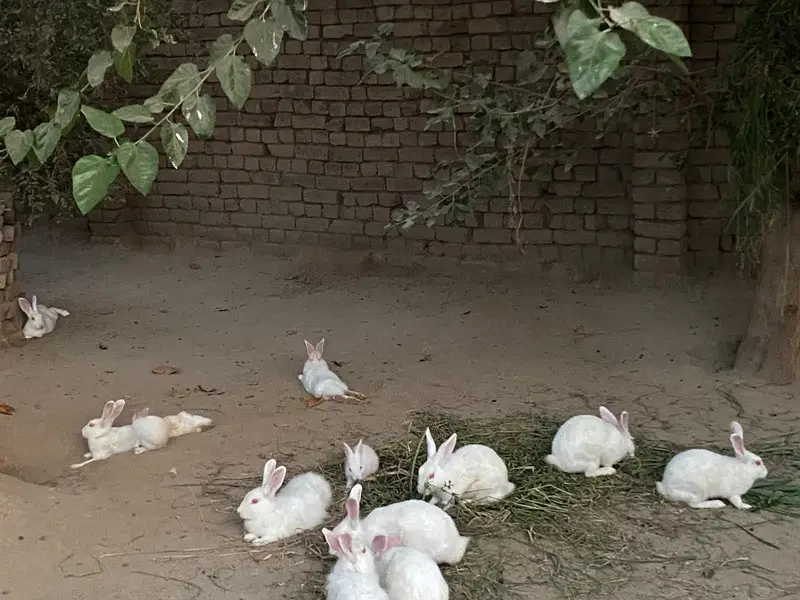 New Zealand white albino rabbit — photo 4