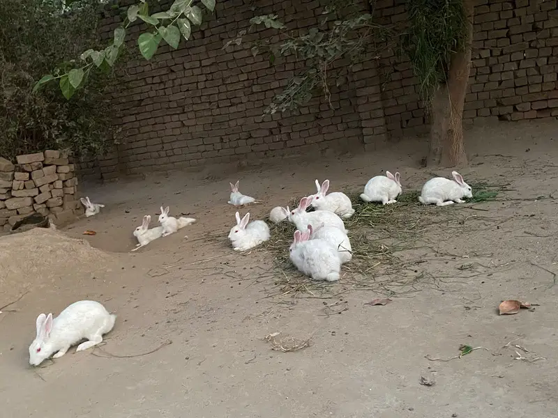New Zealand white albino rabbit — photo 5