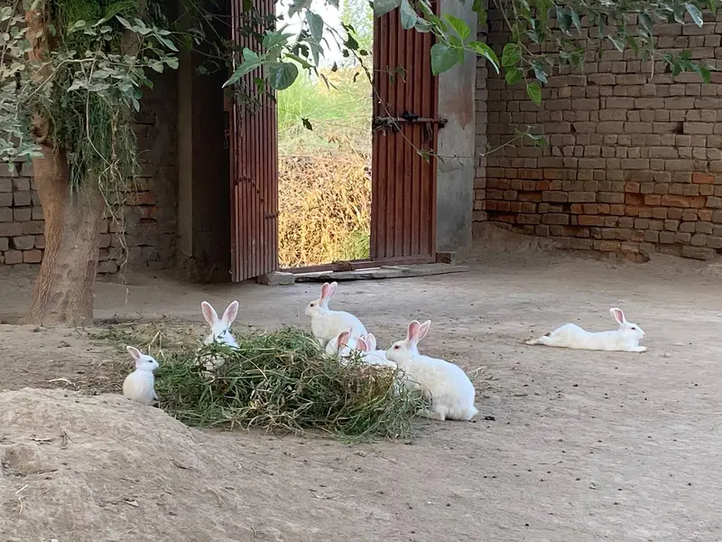 New Zealand white albino rabbit — photo 6