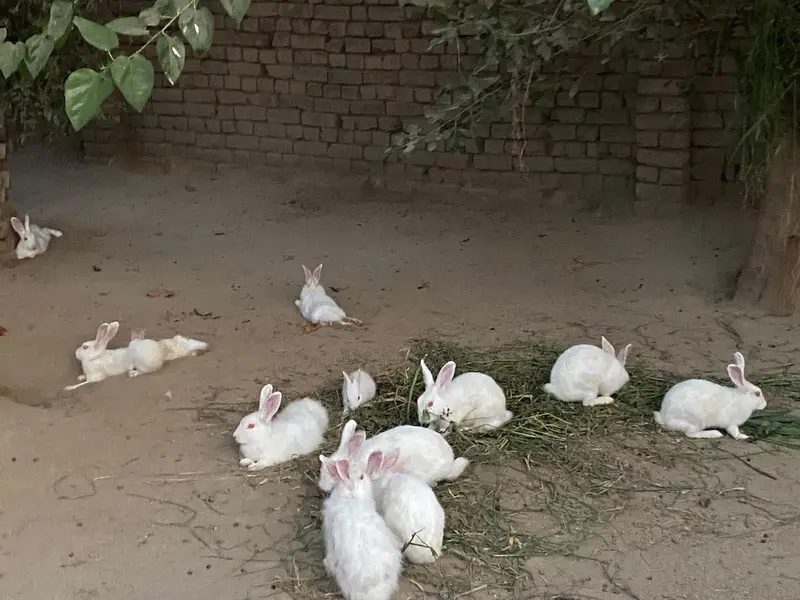 New Zealand white albino rabbit — photo 8