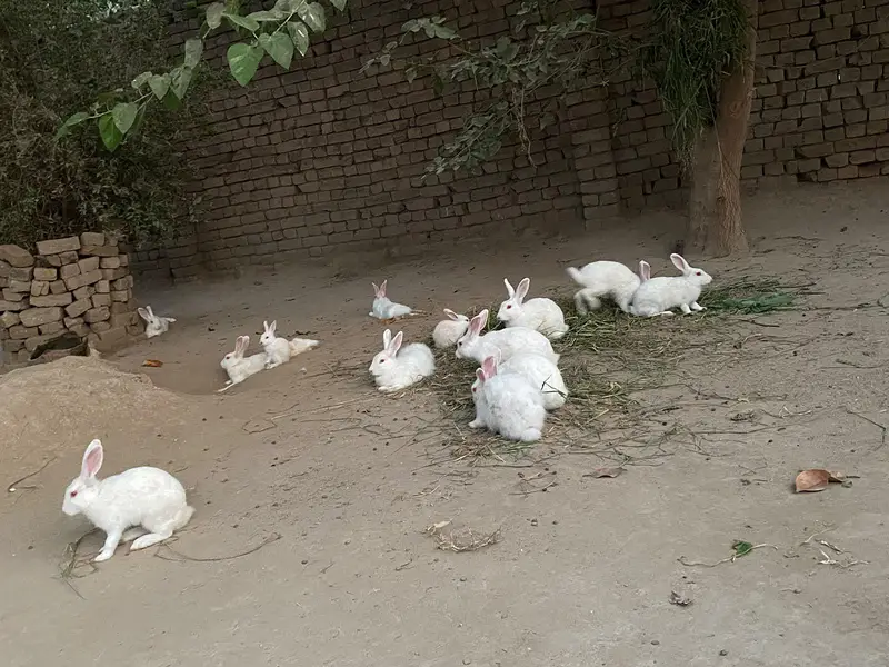 New Zealand white albino rabbit — photo 10