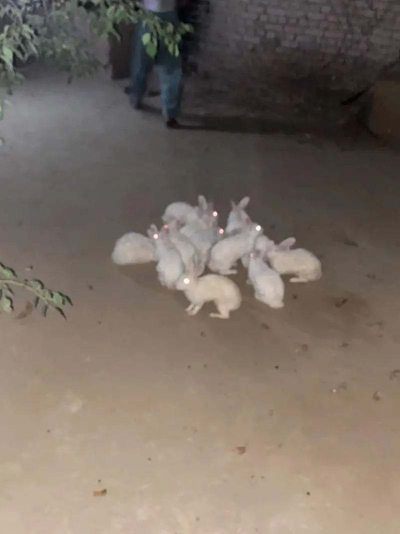 New Zealand white albino rabbit — photo 11
