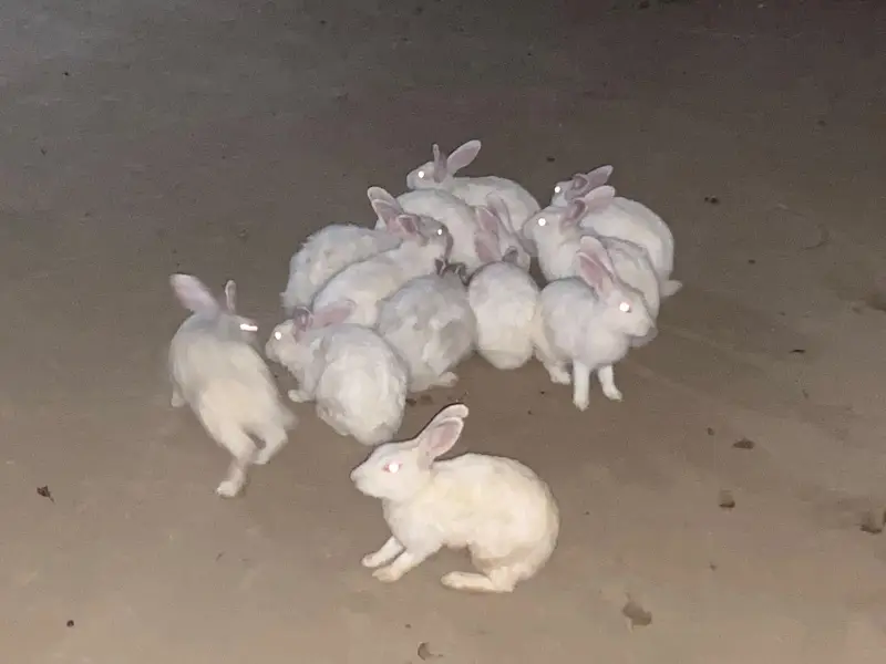 New Zealand white albino rabbit — photo 12