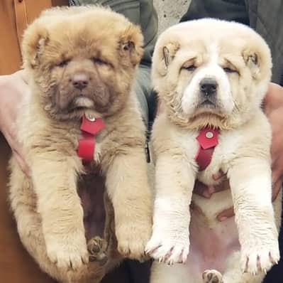 Alabai Pair / security Dog / Afghan Kochi / King kurdish kangal pair
