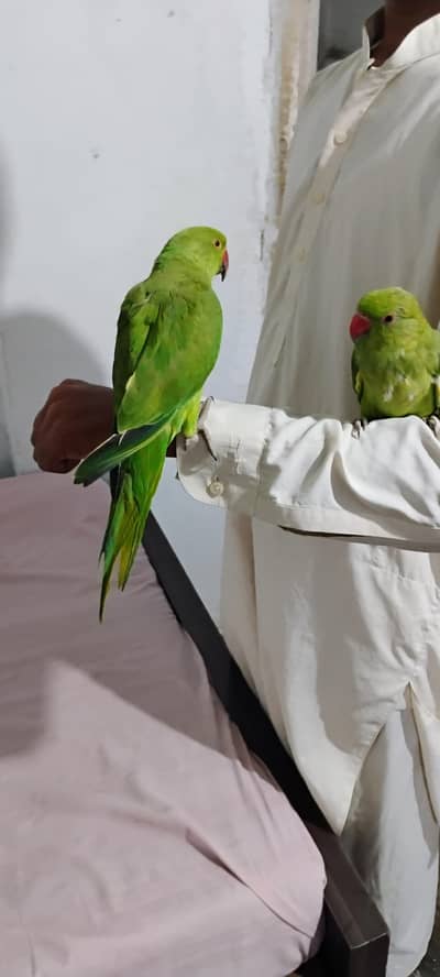 ringneck parrot pair for sale with cage