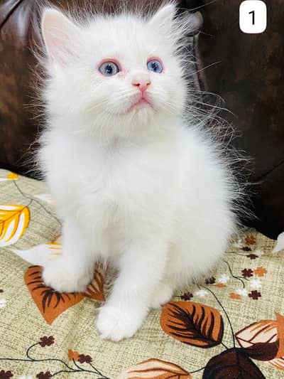 Persian Kittens triple coated