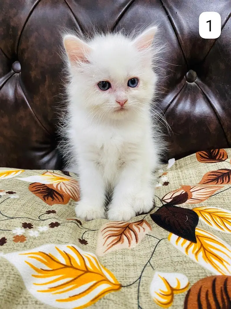 Persian Kittens triple coated — photo 2