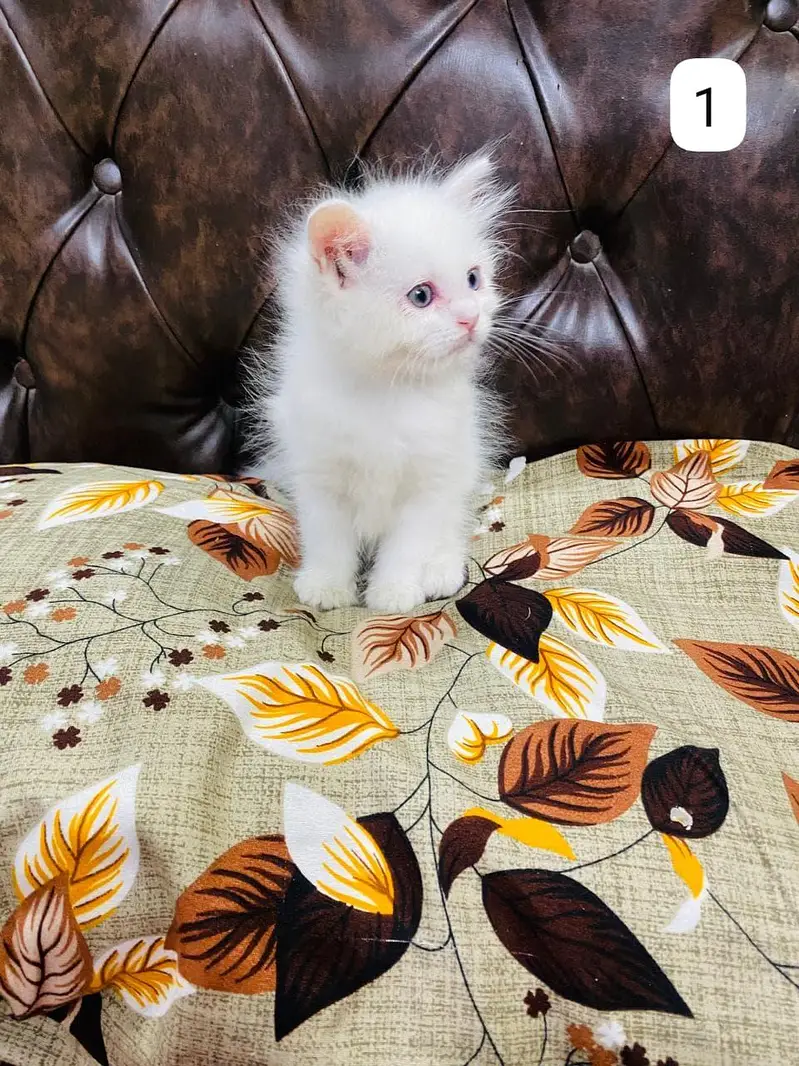 Persian Kittens triple coated — photo 3