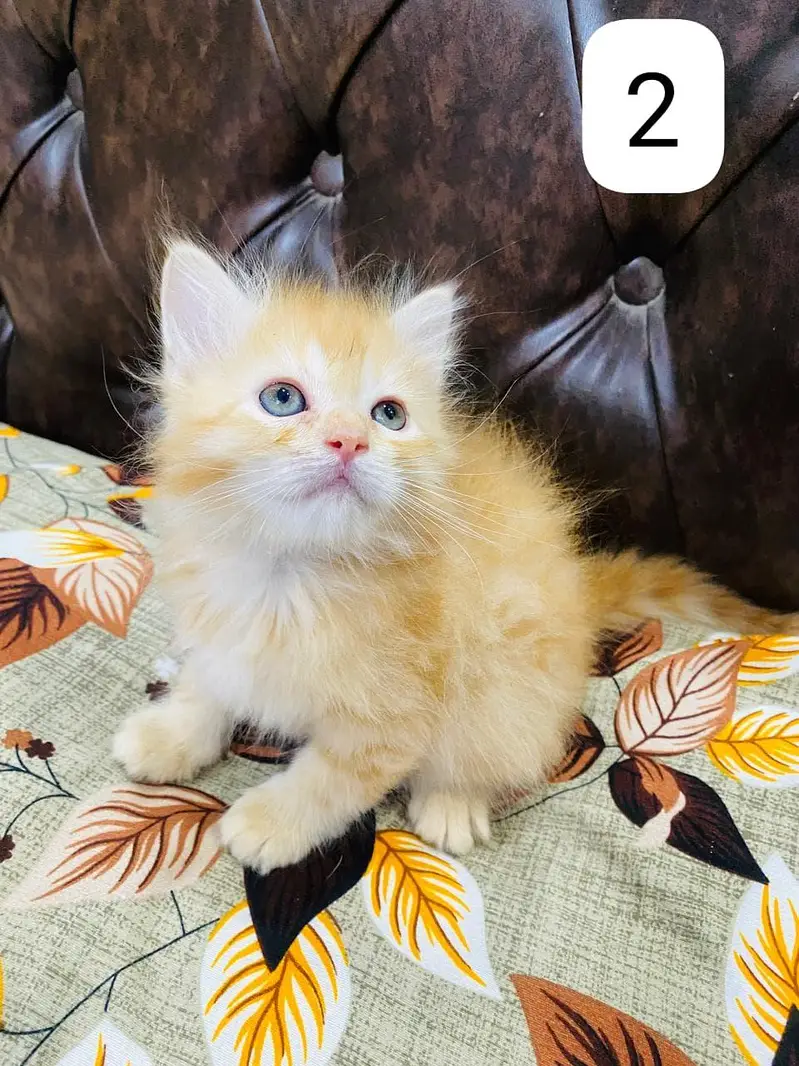 Persian Kittens triple coated — photo 4