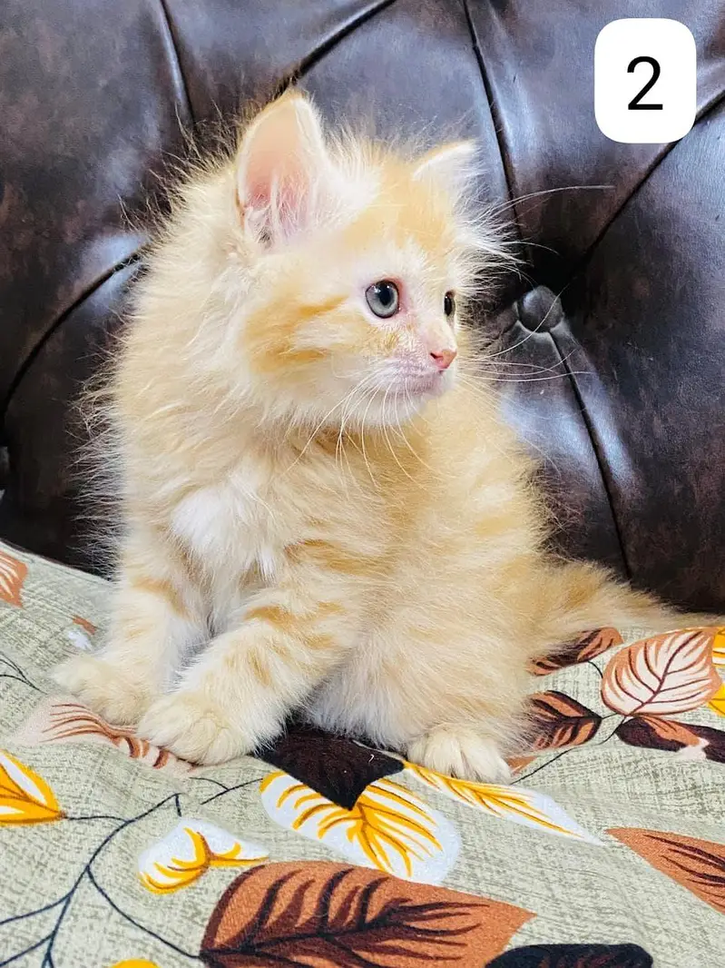 Persian Kittens triple coated — photo 5