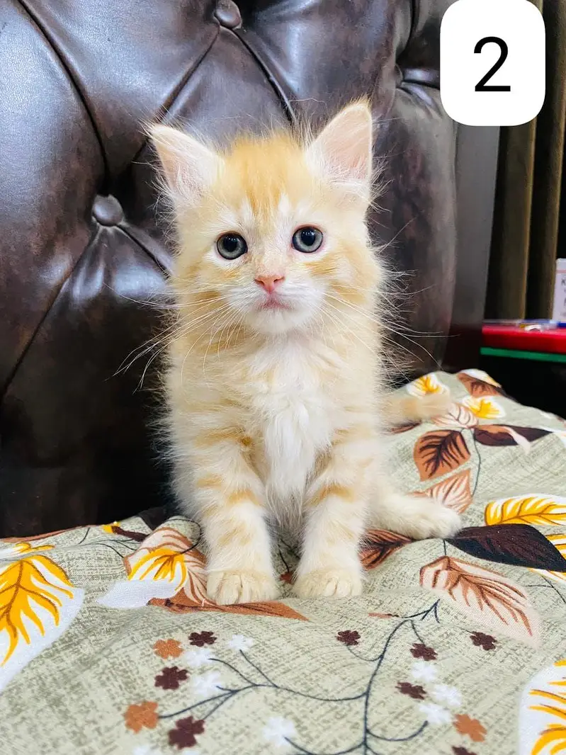 Persian Kittens triple coated — photo 6