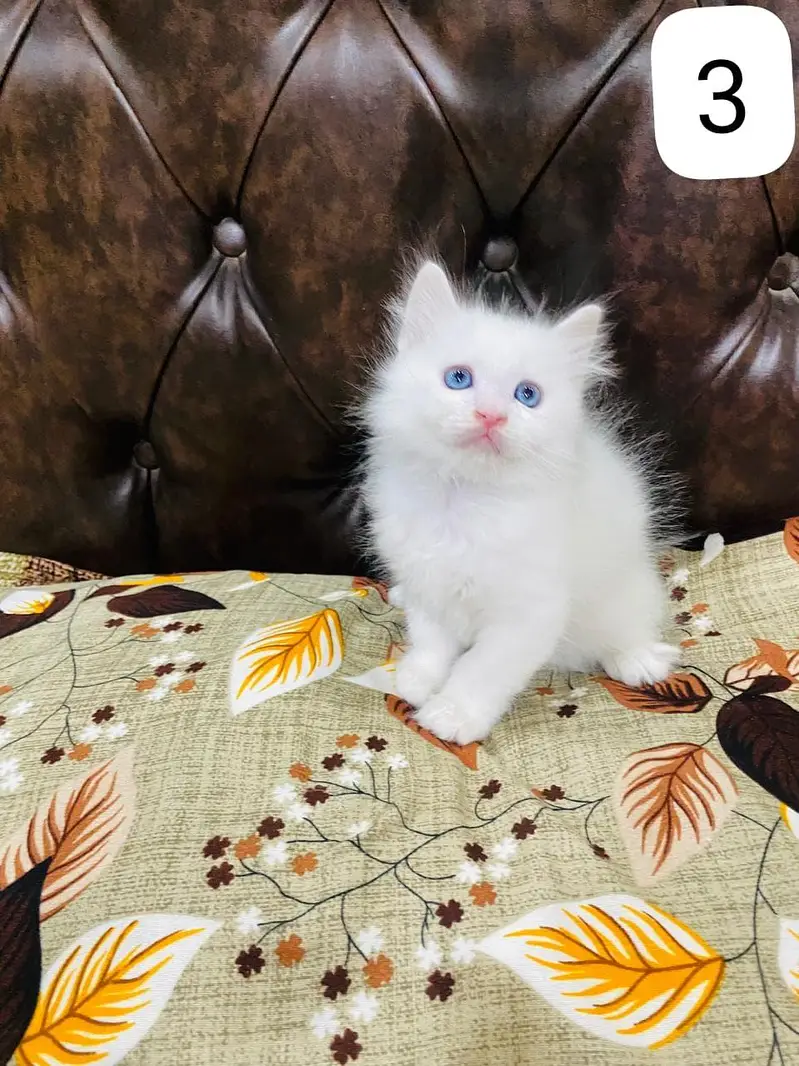 Persian Kittens triple coated — photo 7