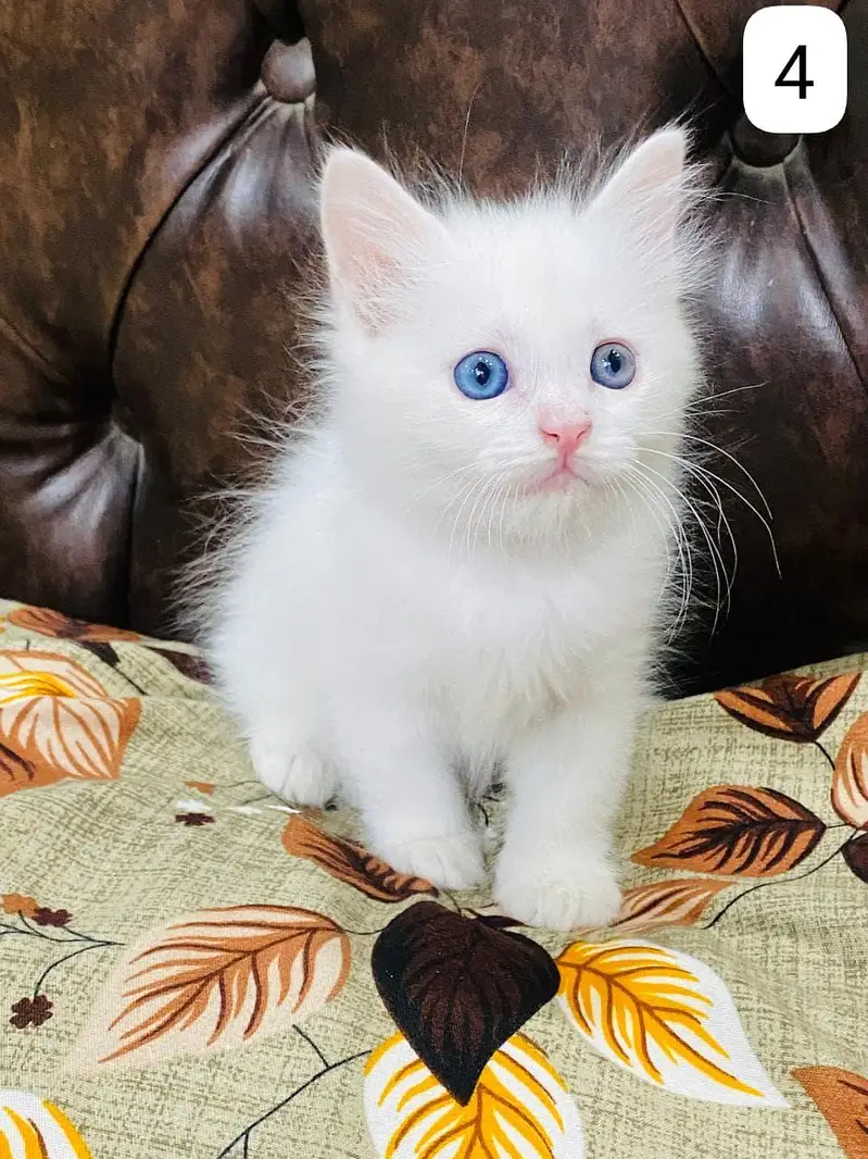 Persian Kittens triple coated — photo 8
