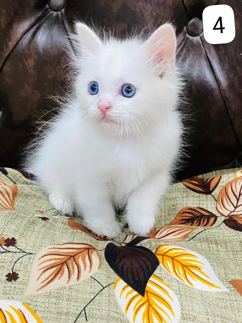 Persian Kittens triple coated — photo 9