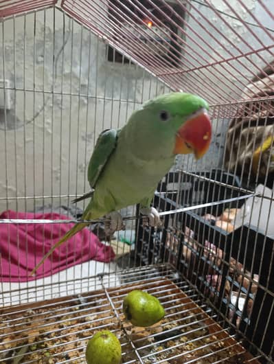 Kashmiri Rah Parrot