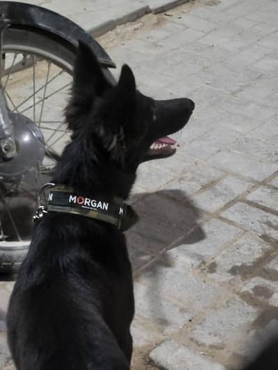 black jarman shapta