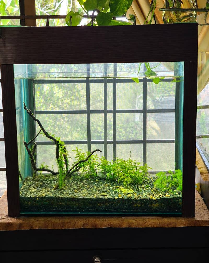 Fish Aquarium 0