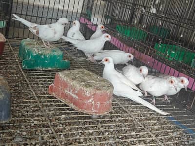 Ted paid dove full wash quality