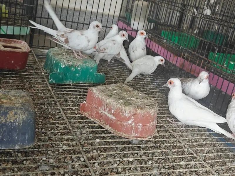 Ted paid dove full wash quality — photo 3