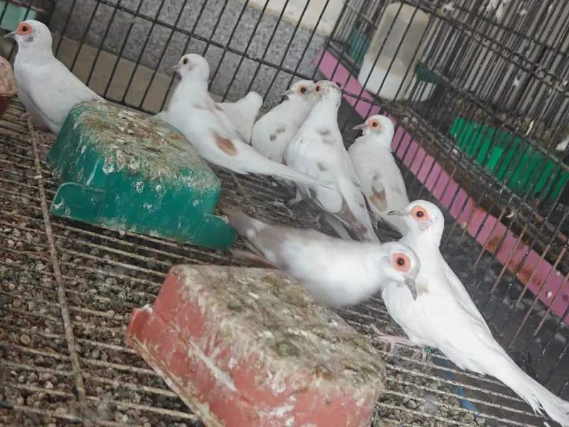 Ted paid dove full wash quality — photo 4