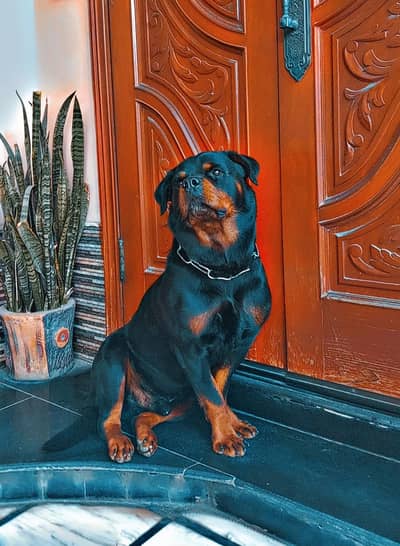 Rottweiler Male For Stud