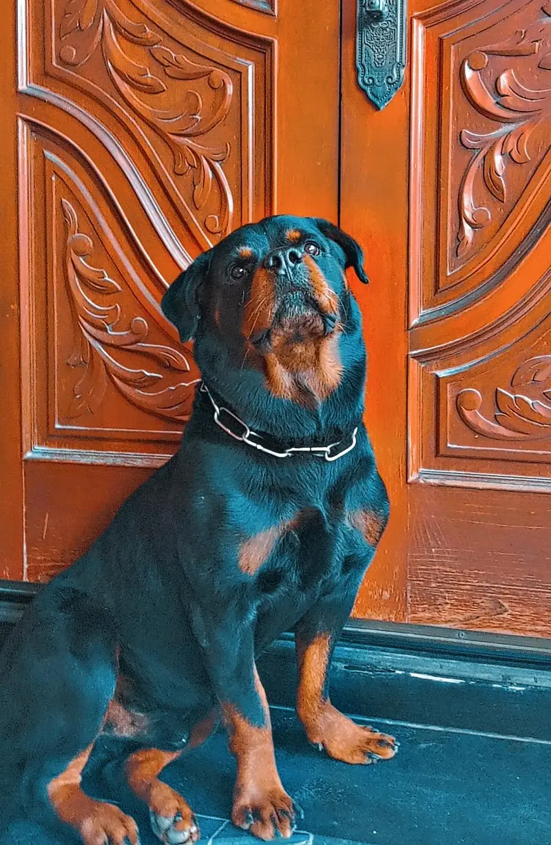 Rottweiler Male For Stud — photo 2