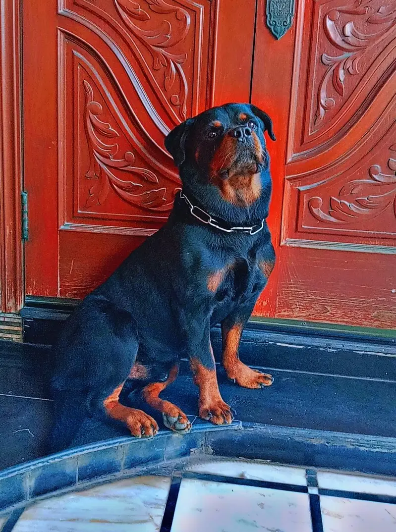 Rottweiler Male For Stud — photo 3
