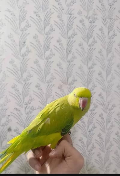pahari handtam parrot zero bite grantte