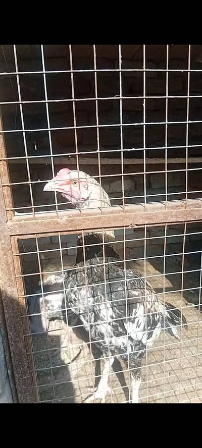 High Quality Aseel for sale