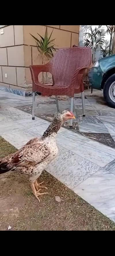 High Quality Aseel for sale
