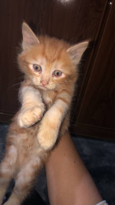 Persian mix ginger kitten 1-2 months healthy and playful cat 