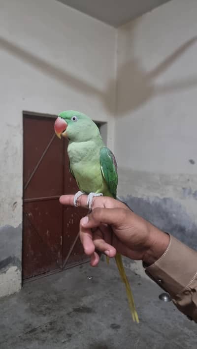 new tota mithoo G