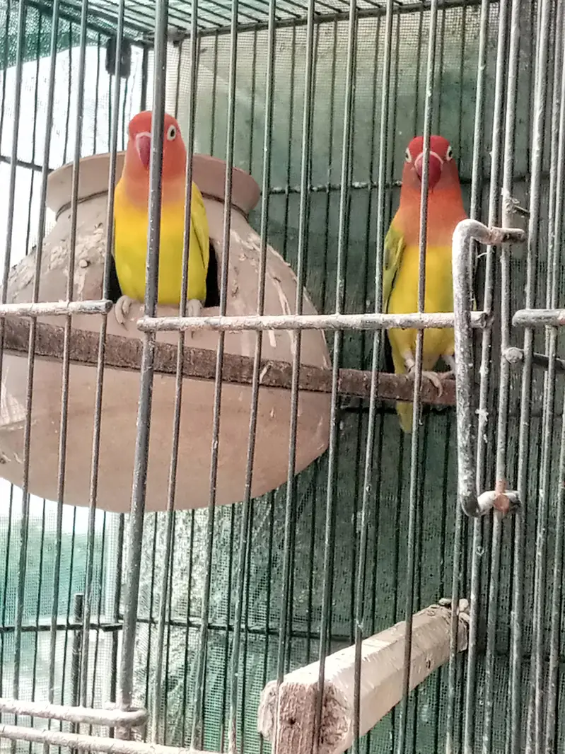 Love birlds and opline — photo 2