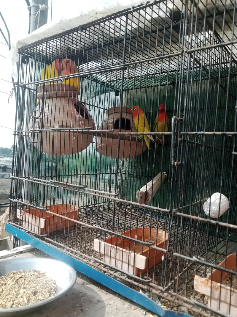 Love birlds and opline — photo 3
