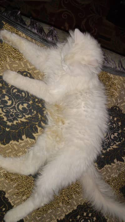 snowy white colour cat