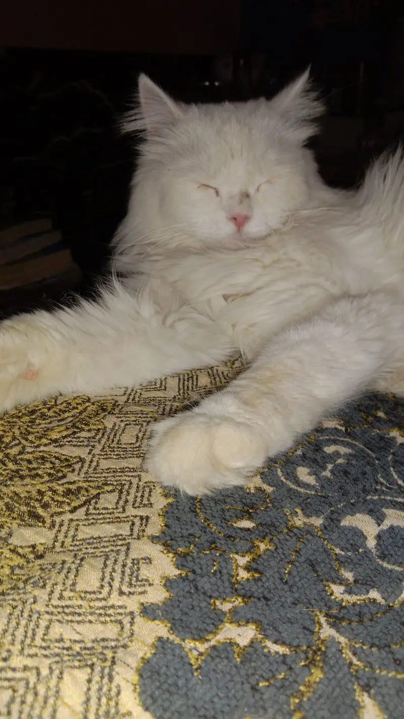 snowy white colour cat — photo 3