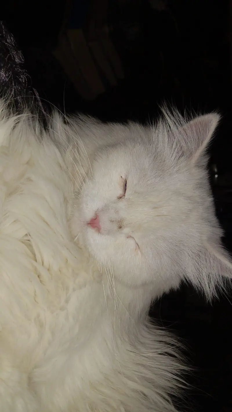 snowy white colour cat — photo 4