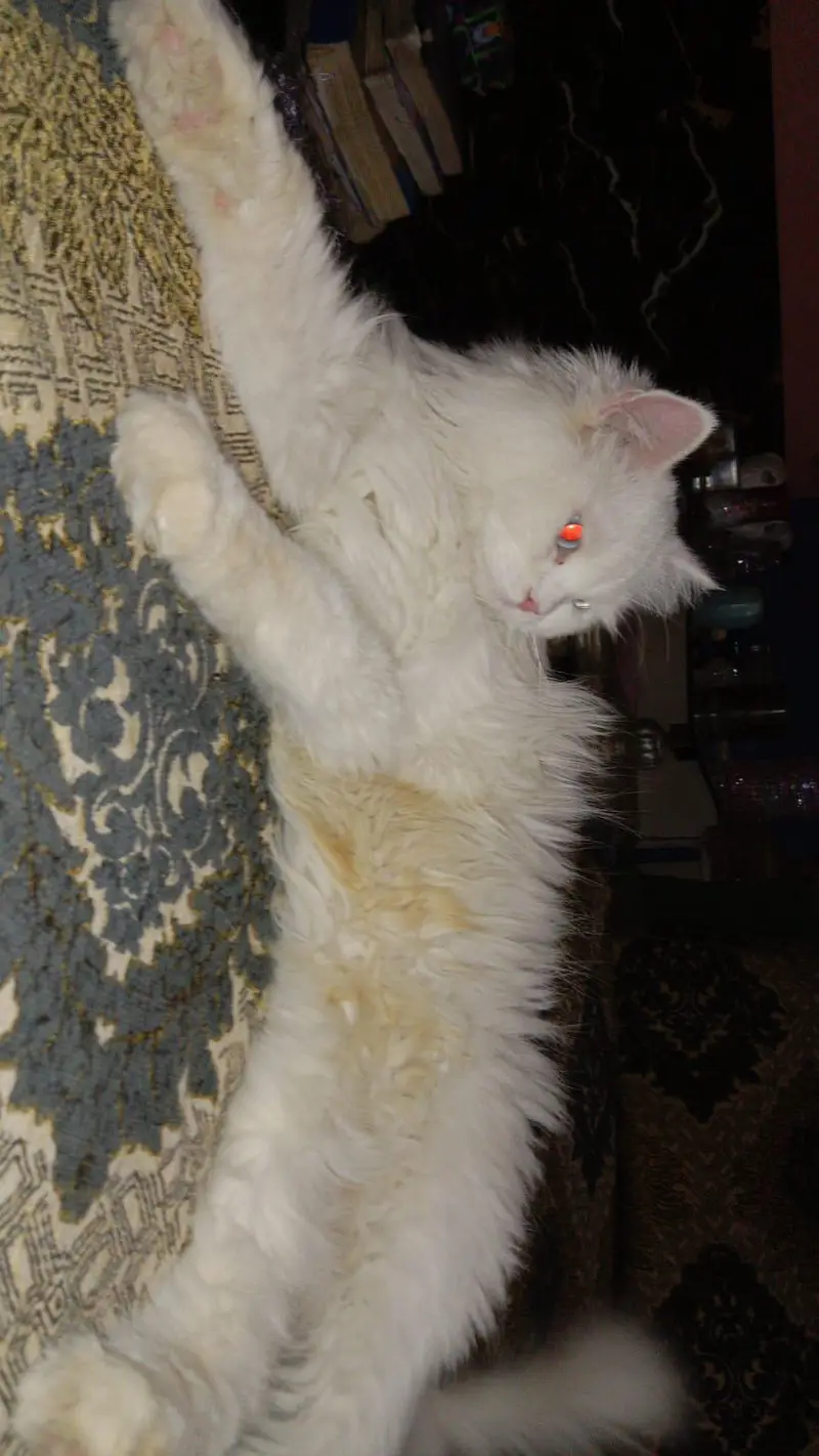 snowy white colour cat — photo 5