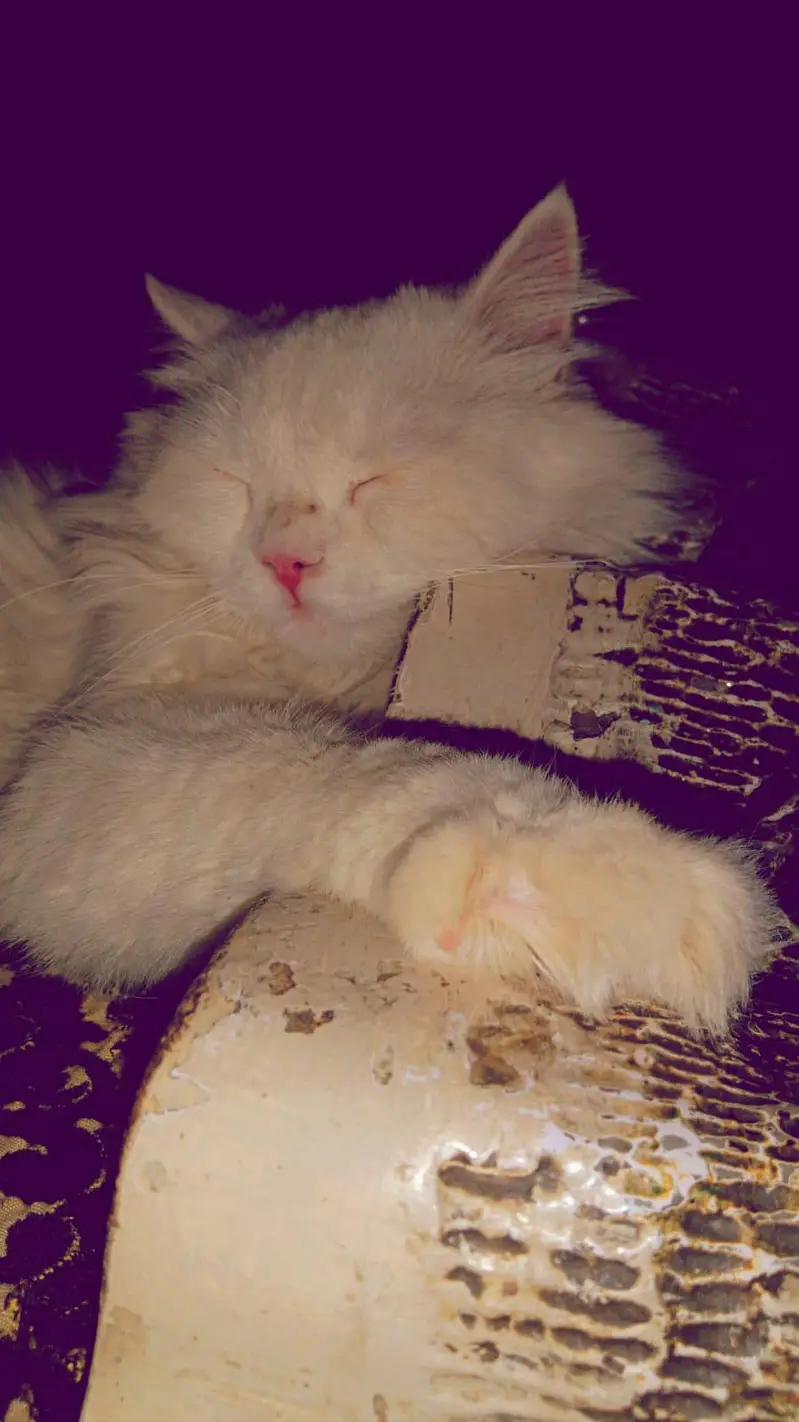 snowy white colour cat — photo 6