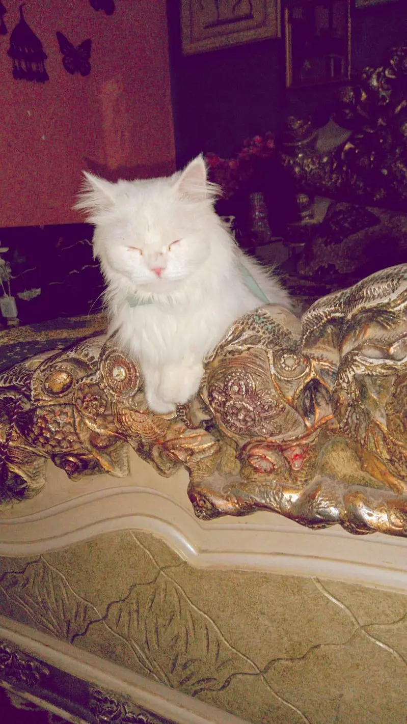snowy white colour cat — photo 9