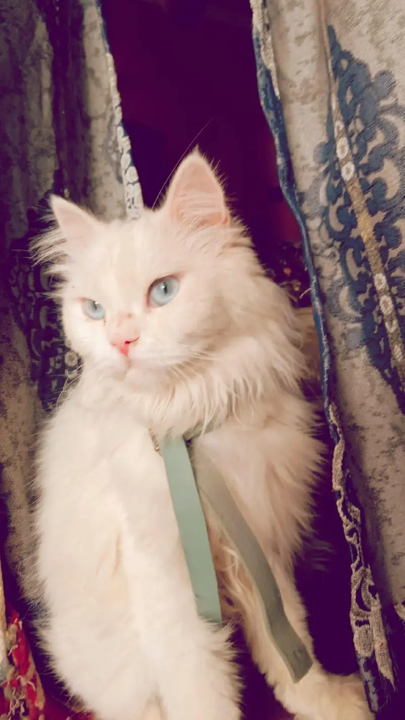 snowy white colour cat — photo 10