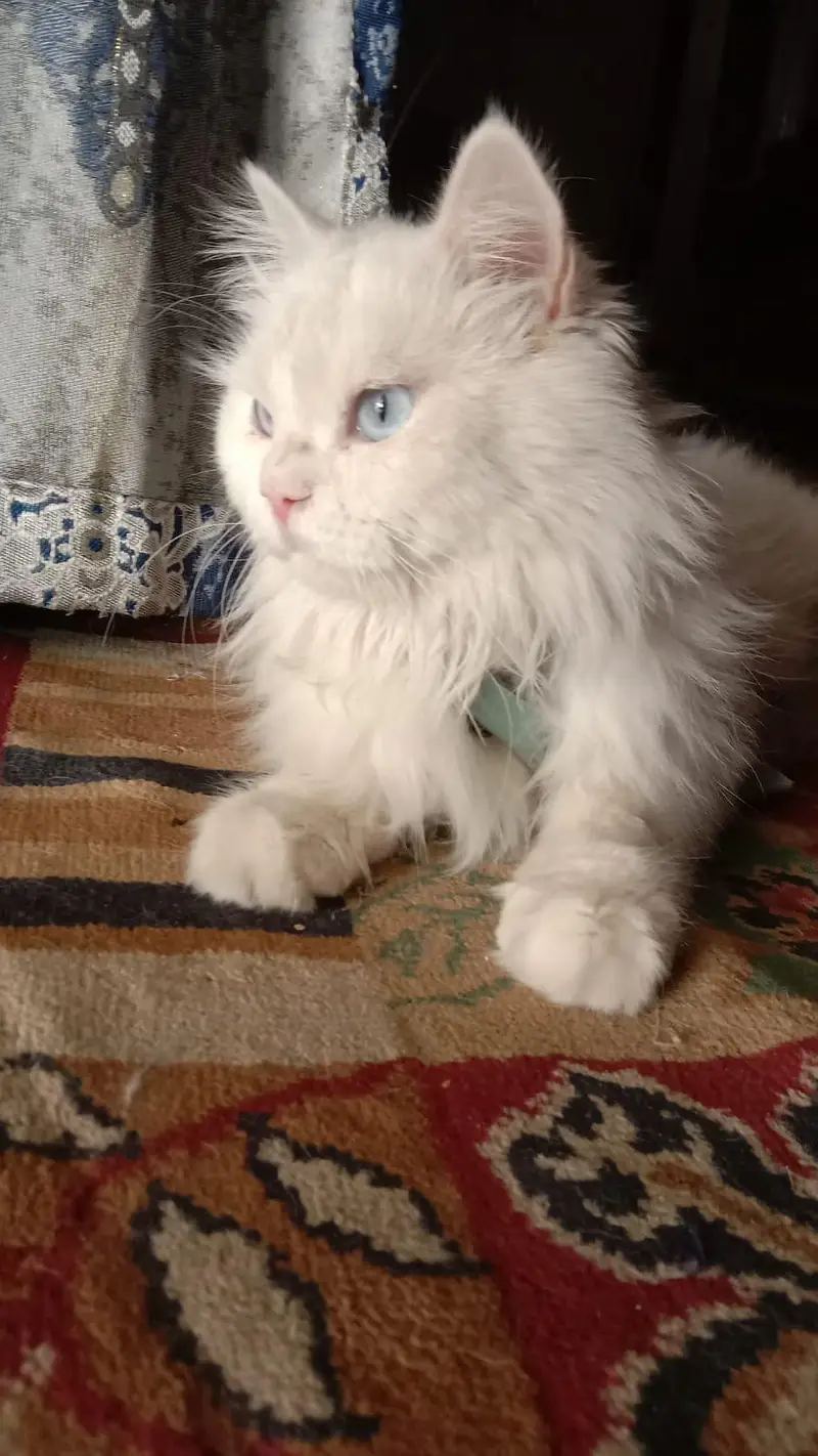 snowy white colour cat — photo 11