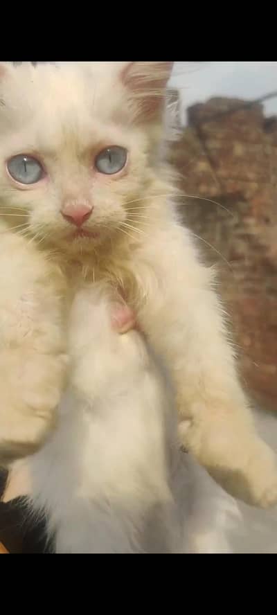 Male ha or last cat bachi ha baqi sale ho Gai ha