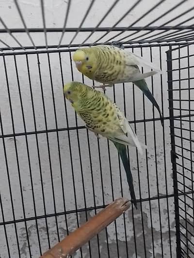 budgies / tcb/ white / parrot / tota