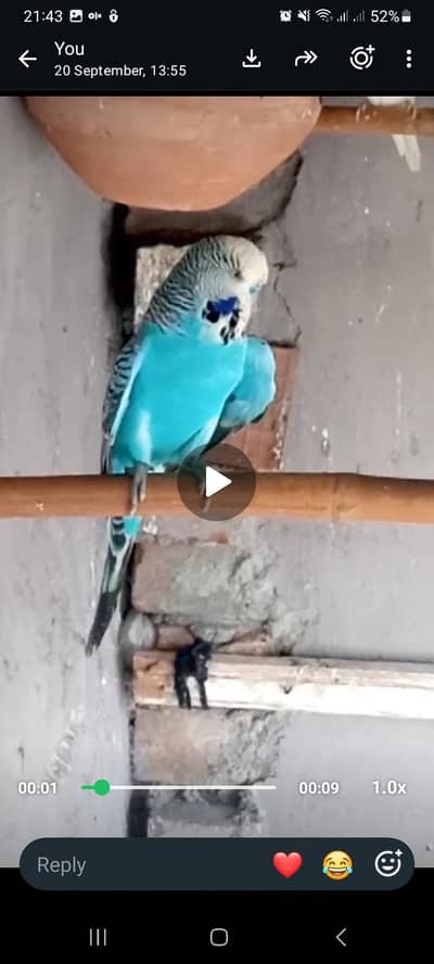 budgies / tcb/ white / parrot / tota