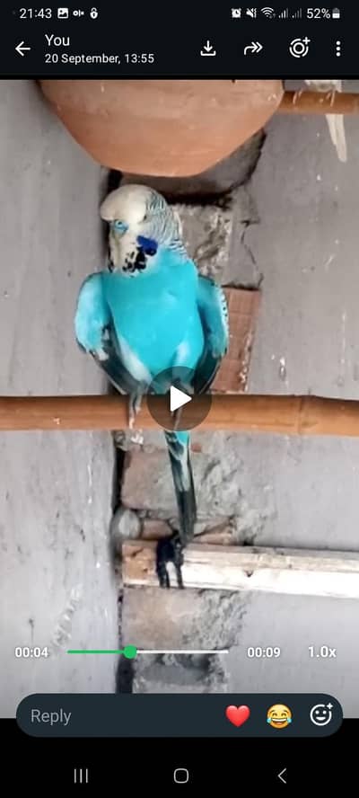 budgies / tcb/ white / parrot / tota