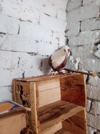 Karbali male available location multan