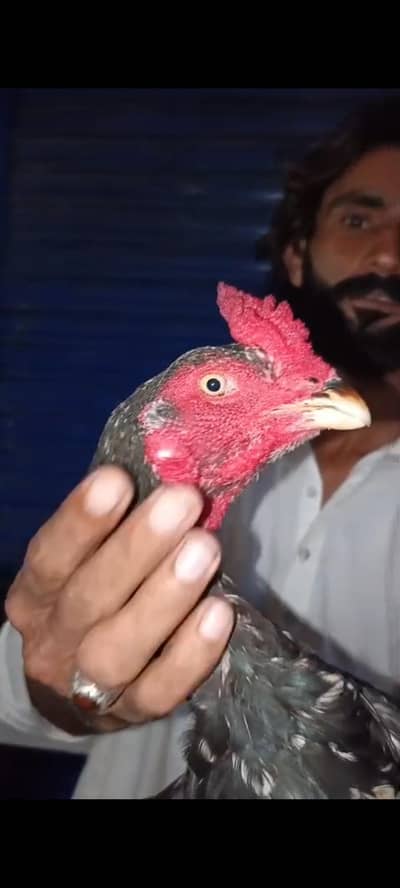 Pure Pakistani patha