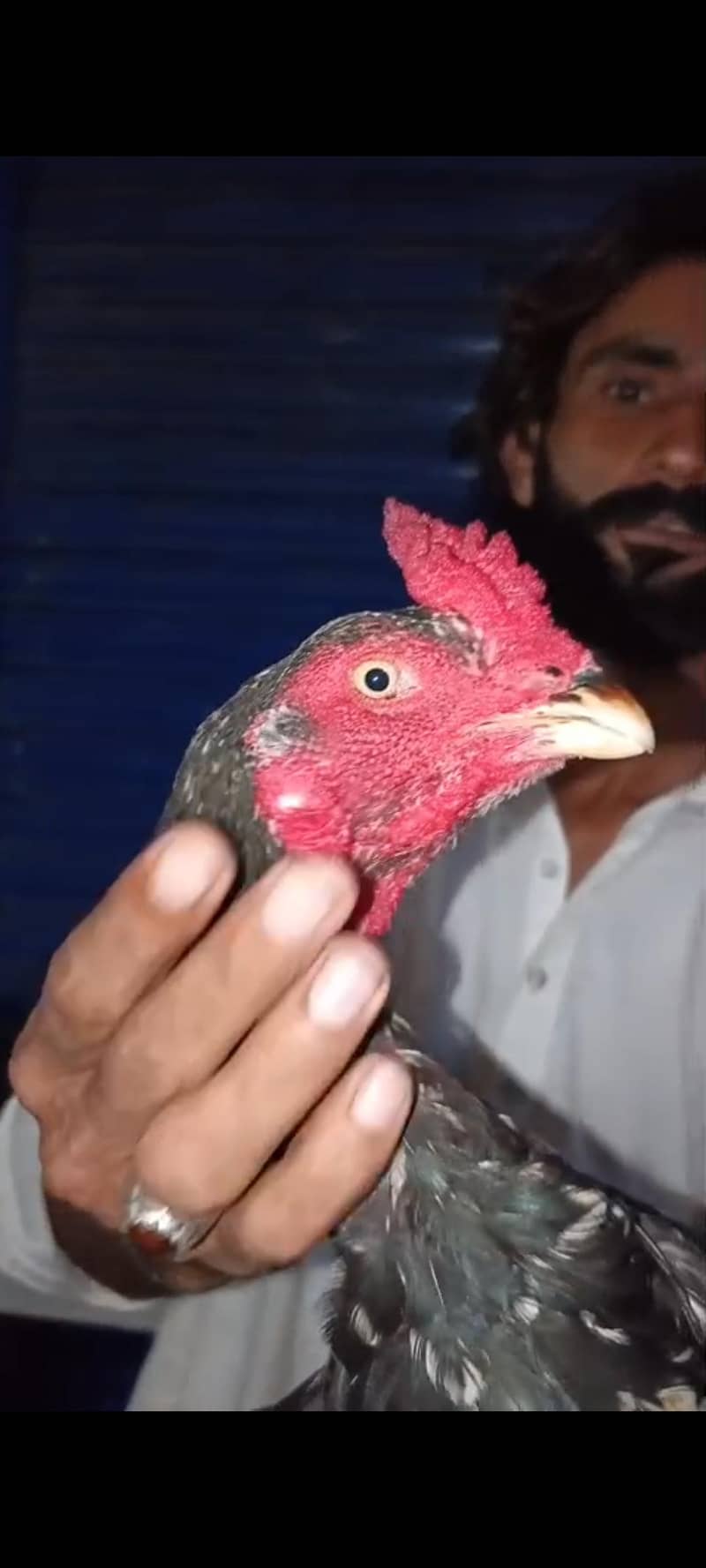 Pure Pakistani patha 0
