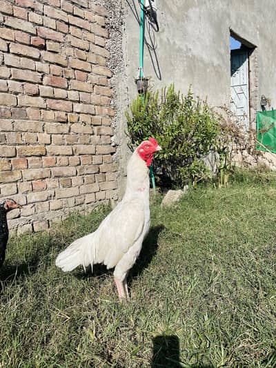 Paper White Murga